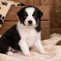 Mary - Black tri-color female Australian Shepherd puppy in Placerville, California from BFF Aussies