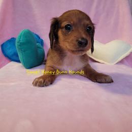 Champion - Sable male Dachshund puppy in Pinson, Alabama from Alondra Boudreaux