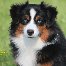 Bo-Katan - Blue merle female Miniature American Shepherd puppy in Hillsdale, Michigan from Faithwalk Aussies and Mini American Shepherds