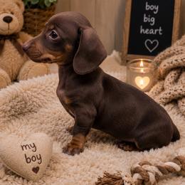 Tonka - Chocolate male Dachshund puppy in Florida from Doxie Rugrats