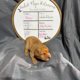 Arrow- mint collar - Yellow female Labrador Retriever puppy in Troy, South Carolina from Wicked Flyer Retrievers