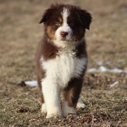 Frost - Red tri-color male Miniature American Shepherd puppy in Williamston, Michigan from Rust Belt Farms
