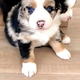 Australian Shepherd Puppies from SoCo Aussies