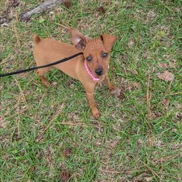 Miniature Pinscher puppies from Cheristar