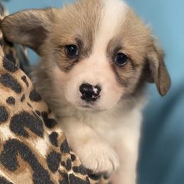 Max - Red male Pembroke Welsh Corgi puppy in Urbana, Ohio from Edgewood Farm and Kennel