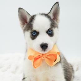Mia - Black and white female Siberian Husky puppy in Elmwood Park, Illinois from HuskiesWithFinesse