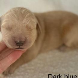 Ski Cooper- light blue collar - Golden male Golden Retriever puppy in Colorado Springs, Colorado from Mercy Mountain Bernedoodles