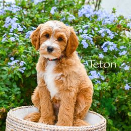 Teton - Red  male Goldendoodle puppy in Tucson, Arizona from Sun Valley Goldendoodles