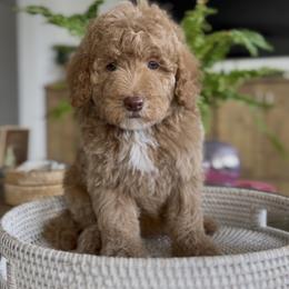 Toffee - Chocolate female Goldendoodle puppy in St George, Utah from Doodle Bears of Southern Utah