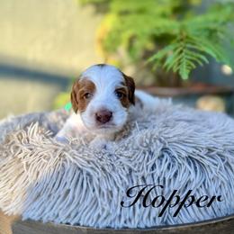 Hopper - Apricot male Australian Labradoodle puppy in Morgan Hill, California from Loving Labradoodles