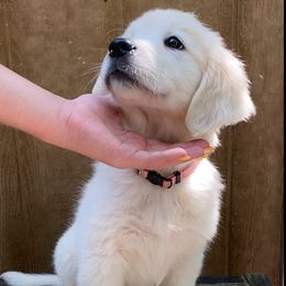 Golden Retriever Puppies from Risa’s Goldens