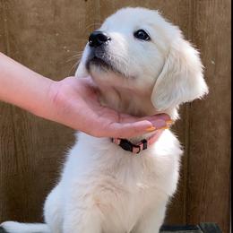Golden Retriever Puppies from Risa’s Goldens