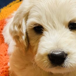 Cavapoos, Goldendoodles, and Poodles from Alpine Poodle and Doodle