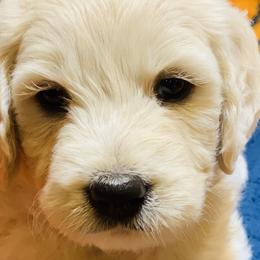 Cavapoos, Goldendoodles, and Poodles from Alpine Poodle and Doodle