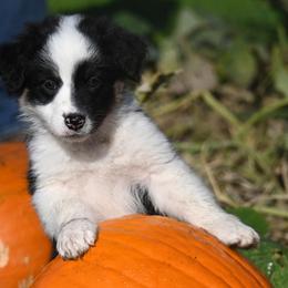 Australian Shepherd Puppies from Foster Creek Farm