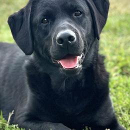 Patch - Labrador Retriever