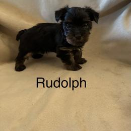 Rudolph - Black and tan male Yorkshire Terrier puppy in Goode, Virginia from Glass Hill Yorkies