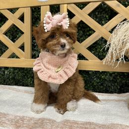 Bernedoodles, Cavapoos, Goldendoodles, and Pomeranians from Petite Posh Puppies