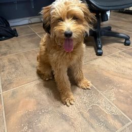 Roxie - Aussiedoodle
