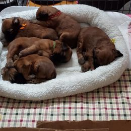 Soft Coated Wheaten Terrier Puppies from Kajun Wheaten Terriers