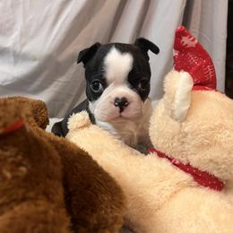 Gigi - Black brindle and white female Boston Terrier puppy in London, Kentucky from Antjie Boston