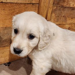 Purple - Golden female Golden Retriever puppy in Lucasville, Ohio from Halo Kennels