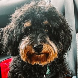 Duke - Aussiedoodle