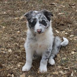 Tatum - Slate merle male Border Collie puppy in Cedartown, Georgia from Ferguson Border Collies