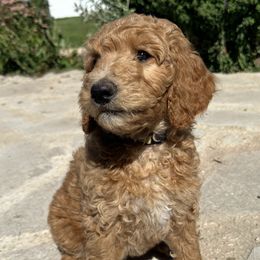 Daisy (Yellow) - Apricot Goldendoodle puppy in Spearfish, South Dakota from Hillsview Farm