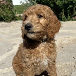 Daisy (Yellow) - Apricot Goldendoodle puppy in Spearfish, South Dakota from Hillsview Farm