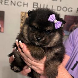 Phoenix - Black and tan female Pomeranian puppy in New Oxford, Pennsylvania from JT Royalty Puppies PA