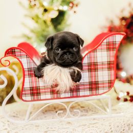 Little Bear - Black male Pug puppy in Placerville, California from Gold Leaf Farm Pugs