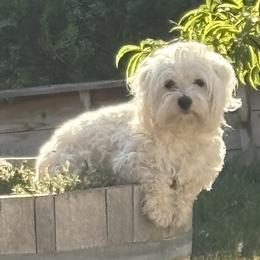Coton de Tulear puppies from New Canyon Havanese & Coton Puppies