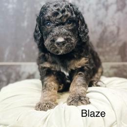 Blaze - Phantom male Goldendoodle puppy in Pasco, Washington from Camp Doodle Woods