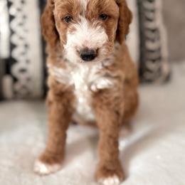 Evie - Brown and white female Bernedoodle puppy in Jacksonville, Florida from Star of the Sea Doodles