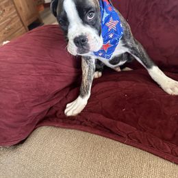 Blue - Brindle male Boxer puppy in Charleroi, Pennsylvania from KC’s Boxers