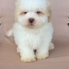 Ozzy - Cream male Shichon puppy in Limestone, Tennessee from Pilot Hill Teddy Bear Puppies