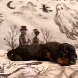 August - Wild boar male Dachshund puppy in Nampa, Idaho from 208 Wiener Wiggle Butts LLC