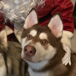 Boy 1 - Siberian Husky