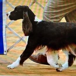 English Springer Spaniels from Coastal English Springers