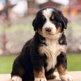 Barron - Tri-color male Bernese Mountain Dog puppy in New Haven, Indiana from Maumee Berners