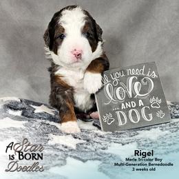 Rigel - Blue Collar - Blue merle male Bernedoodle puppy in Jackson, Michigan from A Star is Born Doodles