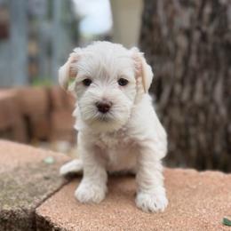 Schmidt - White male Miniature Schnauzer puppy in Brownwood, Texas from Texas Dreams Mini Schnauzers
