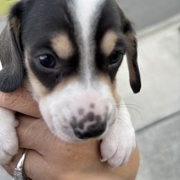 Valentino - Piebald male Dachshund puppy in New Smyrna Beach, Florida from J & L Mini D’s
