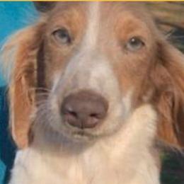 ASH - Dachshund