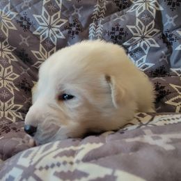 Teal - White male German Shepherd puppy in Pahrump, Nevada from Rayler Kennels