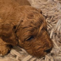 Lou - Sable female Aussiedoodle puppy in Windom, Texas from Wild Farm Puppies