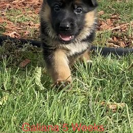 "Galiana 5 Week Old Female" German Shepherd Puppies from Von Falkenberg German Shepherds