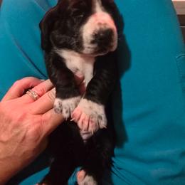 Girl 5 - Black and white female Basset Hound puppy in Shelbyville, Michigan from Buck Wild 4 Bassets