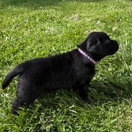 Inka - Purple Collar - Black female Labrador Retriever puppy in Greensburg, Kentucky from Paws Farm Retrievers